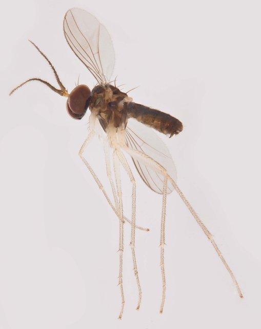 Mastigomyia sp. "Ma6006" • © Jayanthi Puniamoorthy • All Rights Reserved