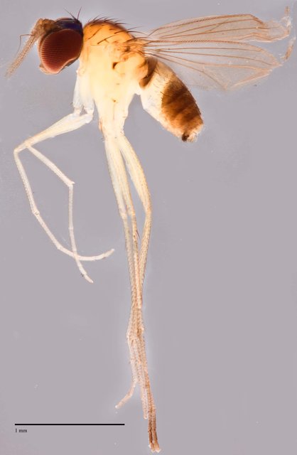 Mastigomyia sp. "MAN2" • © Jayanthi Puniamoorthy • All Rights Reserved