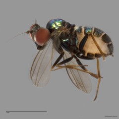 Medetera sp. "black femora" • © Maimon Hussin • All Rights Reserved
