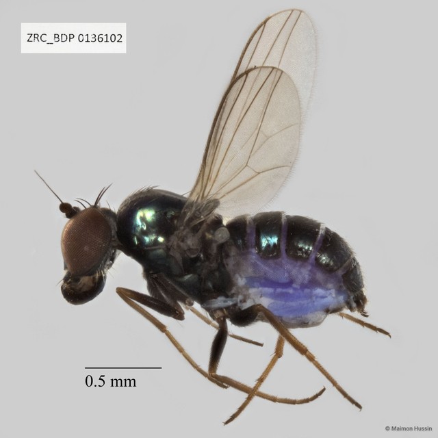 Medetera sp. "black femora"