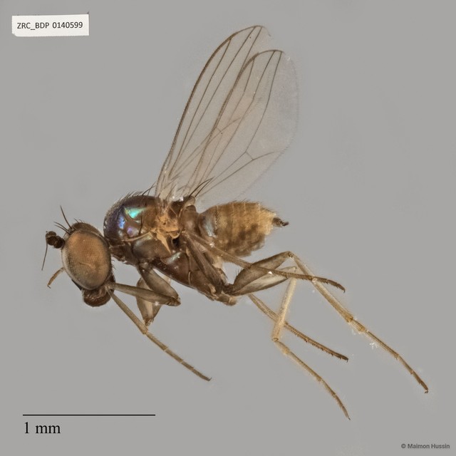 Medetera sp. "black femora"