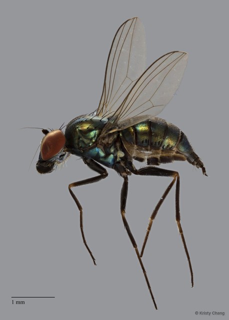 Medetera sp. "black legs" • © Kristy Chang • All Rights Reserved
