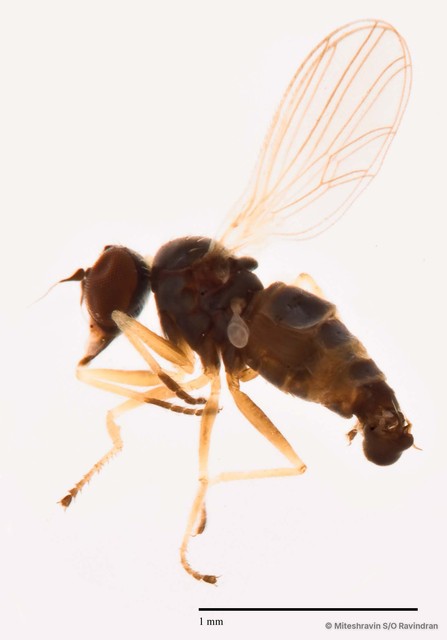 Microphorella malaysiana • © Miteshravin S/O Ravindran • All Rights Reserved