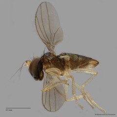 Nanothinophilus sp. "hoplitoides c24108" • © Miteshravin S/O Ravindran • All Rights Reserved
