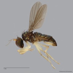 Nanothinophilus sp. "hoplitoides c24108" • © Miteshravin S/O Ravindran • All Rights Reserved