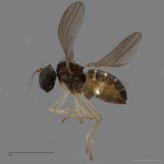 Nanothinophilus sp. "hoplitoides c24108" • © Miteshravin S/O Ravindran • All Rights Reserved