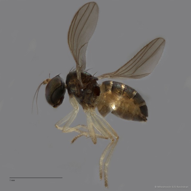 Nanothinophilus sp. "hoplitoides c24108" • © Miteshravin S/O Ravindran • All Rights Reserved