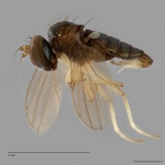 Nanothinophilus sp. "hoplitoides c24108" • © Miteshravin S/O Ravindran • All Rights Reserved