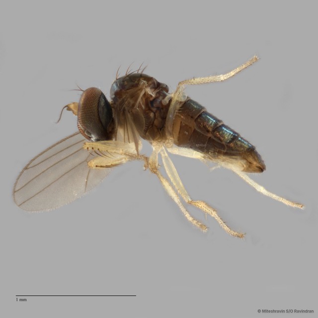 Nanothinophilus sp. "hoplitoides c24108"