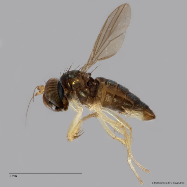 Nanothinophilus sp. "hoplitoides c24108"