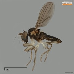 Nanothinophilus hoplites • © Maimon Hussin • All Rights Reserved