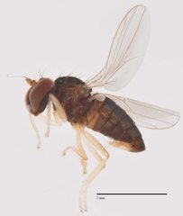 Nanothinophilus pauperculus • © Jayanthi Puniamoorthy • All Rights Reserved