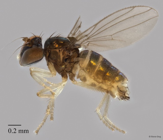 Nanothinophilus pauperculus