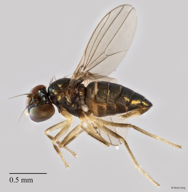 Nanothinophilus pauperculus