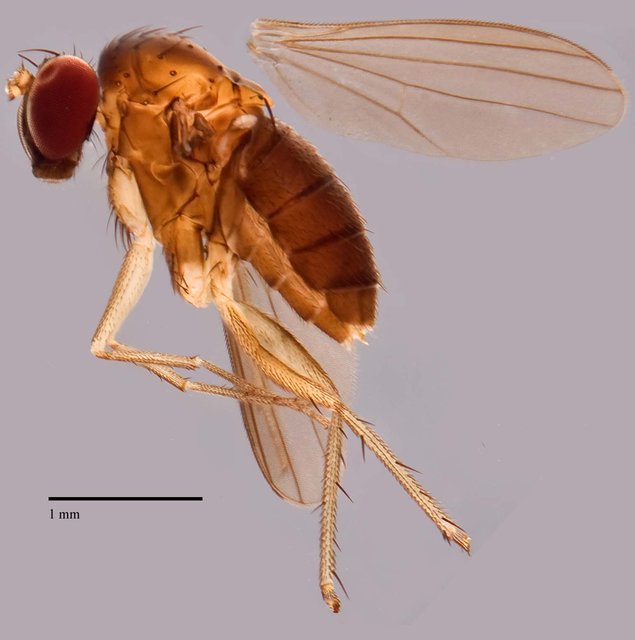Nepalomyia sp. "SCI2" • © Jayanthi Puniamoorthy • All Rights Reserved