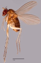 Nepalomyia sp. "SCI2" • © Jayanthi Puniamoorthy • All Rights Reserved