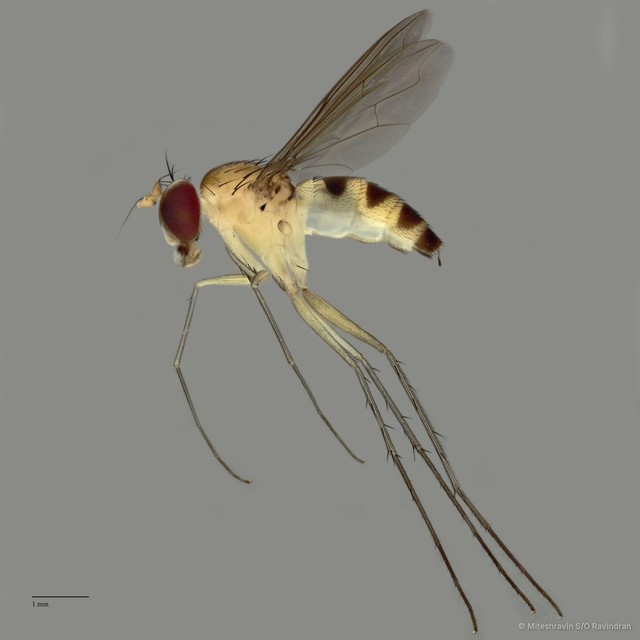 Neurigona sp. "cryptica pending publication" • © Miteshravin S/O Ravindran • All Rights Reserved
