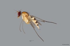 Neurigona sp. "neesoonensis pending publication" • © Chin Kai Qing • All Rights Reserved