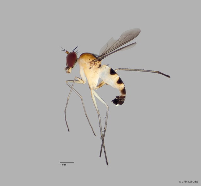Neurigona sp. "neesoonensis pending publication" • © Chin Kai Qing • All Rights Reserved