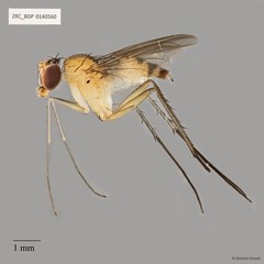 Neurigona sp. "neesoonensis pending publication" • © Maimon Hussin • All Rights Reserved