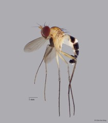 Neurigona sp. "nigricoxa nov."
