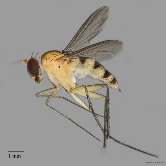 Neurigona sp. "nigricoxa nov."