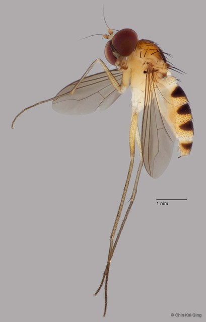 Neurigona sp. "pauper pending publication" • © Chin Kai Qing • All Rights Reserved
