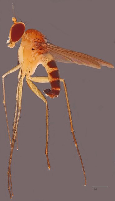 Neurigona angulata