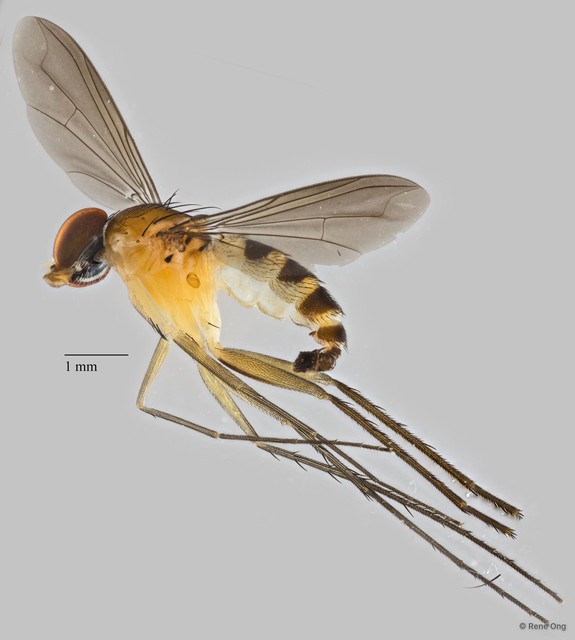 Neurigona angulata