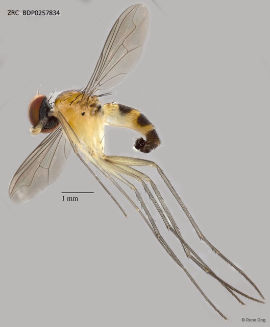 Neurigona pectinata