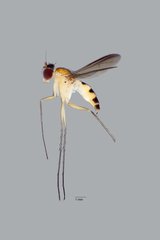 Neurigona squamifera • © Jayanthi Puniamoorthy • All Rights Reserved
