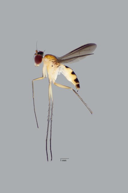 Neurigona squamifera