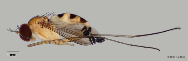 Neurigona squamifera