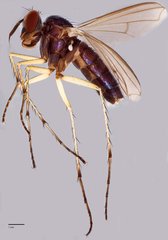 Ngirhaphium caeruleum • © Jayanthi Puniamoorthy • All Rights Reserved