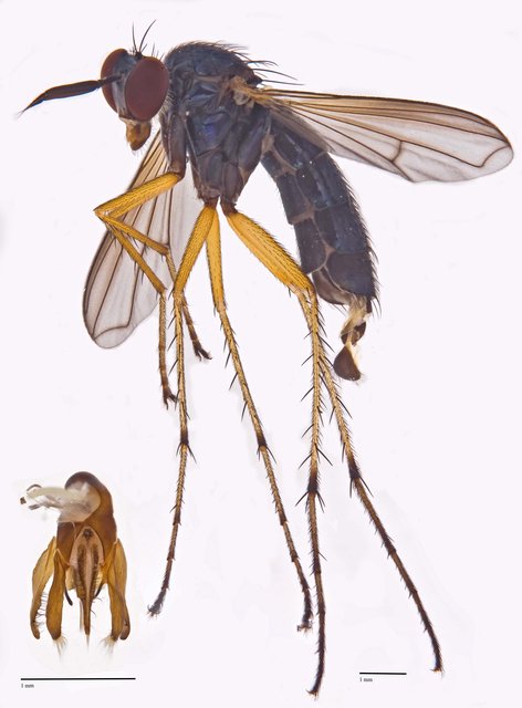 Ngirhaphium caeruleum