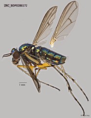 Ngirhaphium caeruleum • © Rene Ong • All Rights Reserved