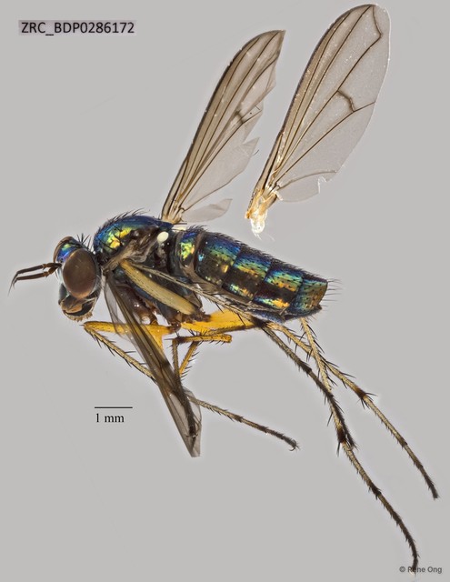 Ngirhaphium caeruleum