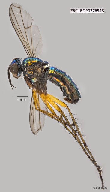 Ngirhaphium murphyi