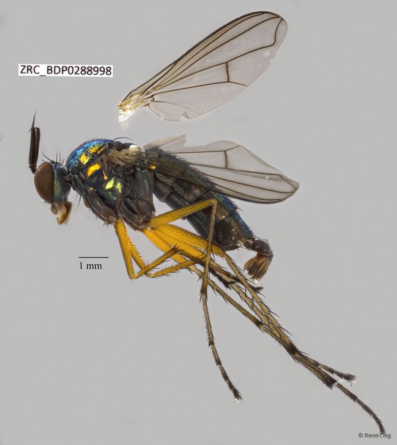 Ngirhaphium murphyi