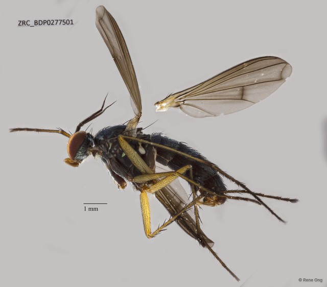 Ngirhaphium sivasothii
