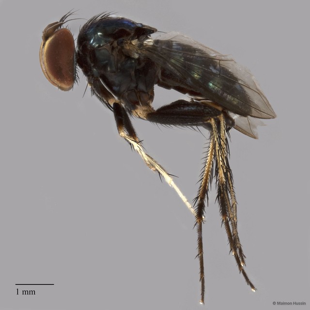 Paraclius sp. "adligatoides 2" • © Maimon Hussin • All Rights Reserved