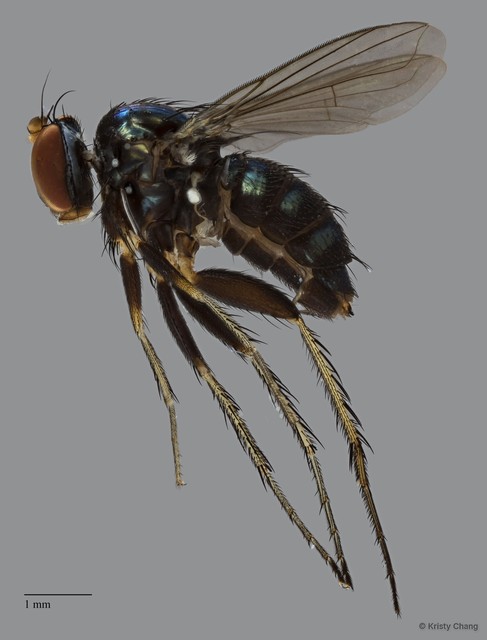 Paraclius sp. "adligatoides 3" • © Kristy Chang • All Rights Reserved