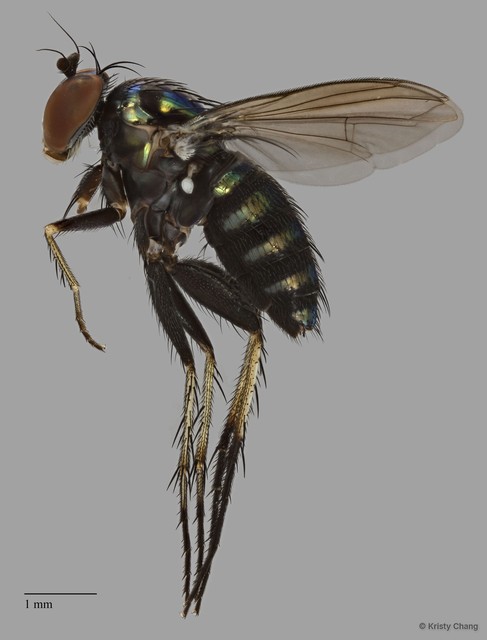 Paraclius sp. "adligatoides" • © Kristy Chang • All Rights Reserved