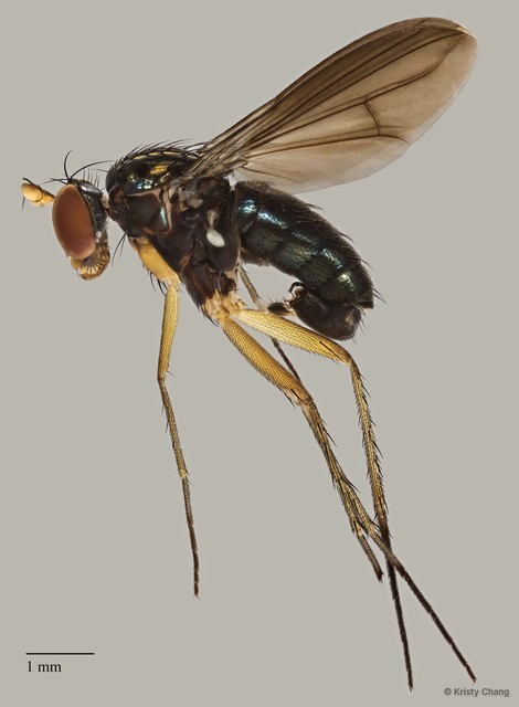 Paraclius sp. "black wing" • © Kristy Chang • All Rights Reserved
