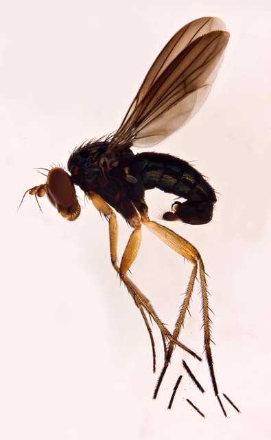 Paraclius sp. "Ma1758" • © Jayanthi Puniamoorthy • All Rights Reserved