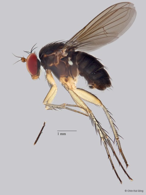 Paraclius sp. "new2" • © Chin Kai Qing • All Rights Reserved