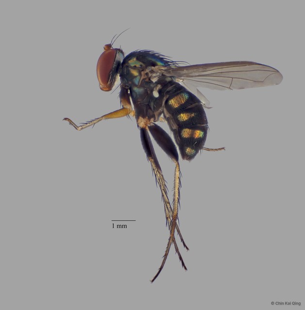 Paraclius sp. "pr adligatus" • © Chin Kai Qing • All Rights Reserved