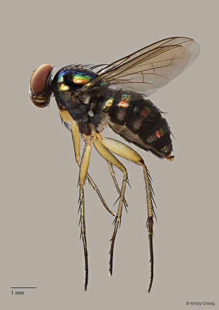 Paraclius sp. "pr digitatus" • © Kristy Chang • All Rights Reserved