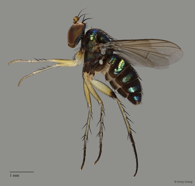 Paraclius sp. "pr. serratus" • © Kristy Chang • All Rights Reserved