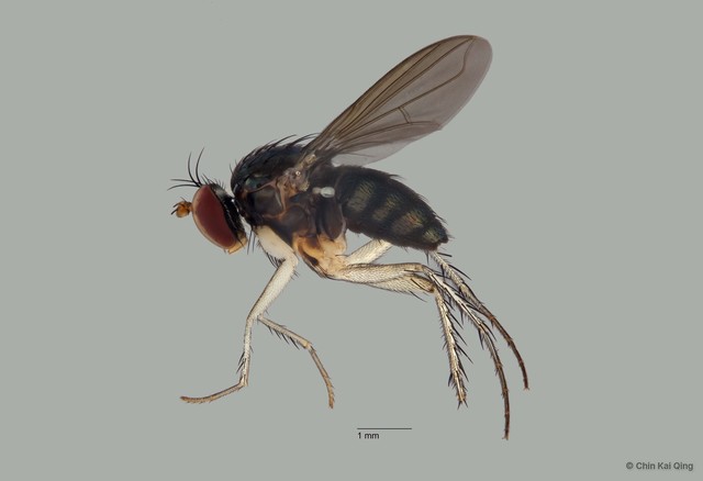 Paraclius sp. "yellow coxae" • © Chin Kai Qing • All Rights Reserved